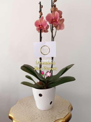 Detalles Bucaramanga, Regalos Bucaramanga, Flores Bucaramanga, Floristerías Bucaramanga, Florerías